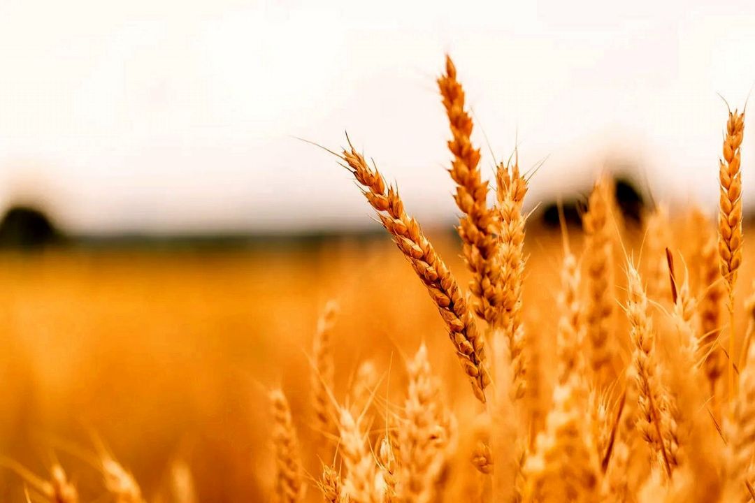 استفاده از سیستم آبیاری نوین؛ منجر به ارتقا كمی و كیفی گندم تولیدی می شود 