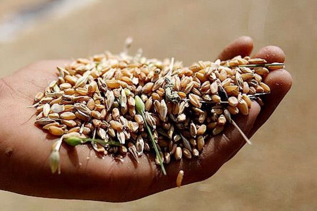تكلیف دولت برای فراهم كردن ساز و كار خرید 20 درصد گندم تولید داخل توسط بخش خصوصی
