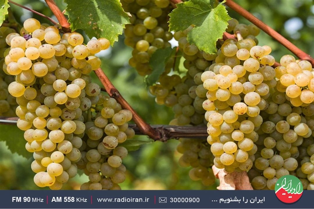 برخوار به سمت بیابانی شدن پیش می‌رود
