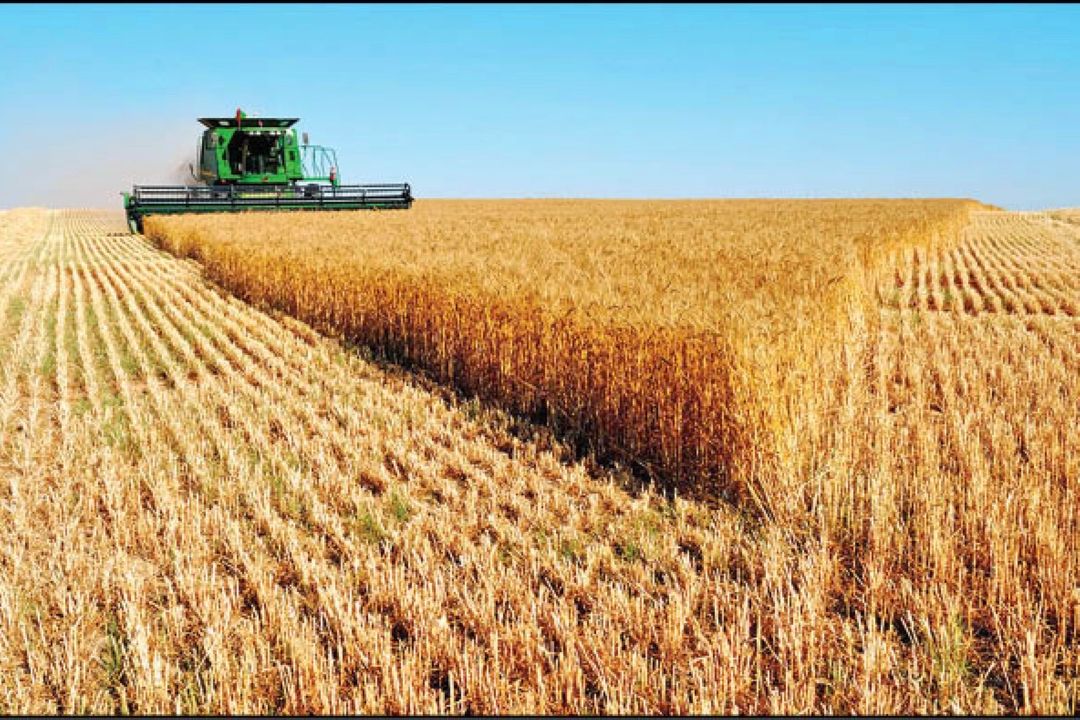 با حمایت های تشویقی طرح جهش تولید گندم؛ به خودكفایی می رسیم 