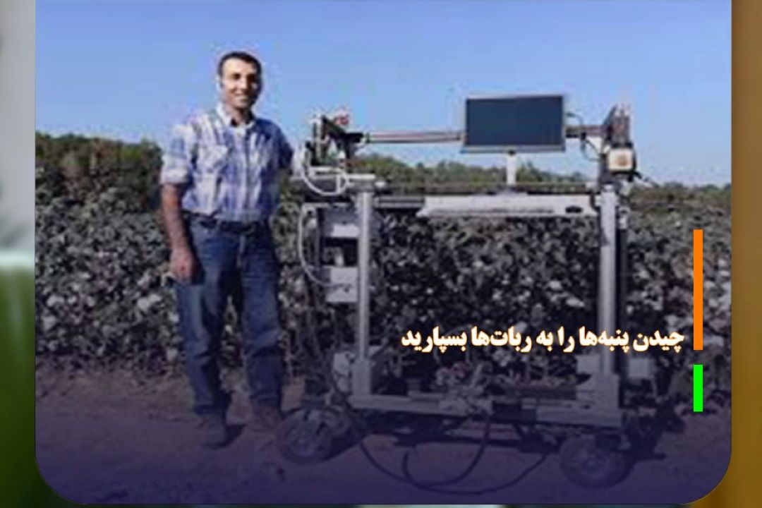 چیدن پنبه‌ها را به ربات‌ها بسپارید