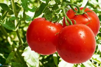 کاهش قیمت گوجه فرنگی تا دو هفته آینده +صوت