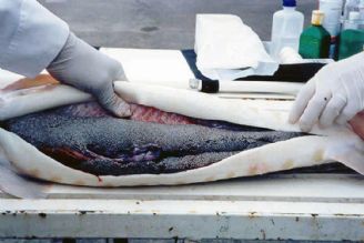 ماهیان خاویاری دریای خزر در معرض خطر انقراض قرار گرفته‌اند 