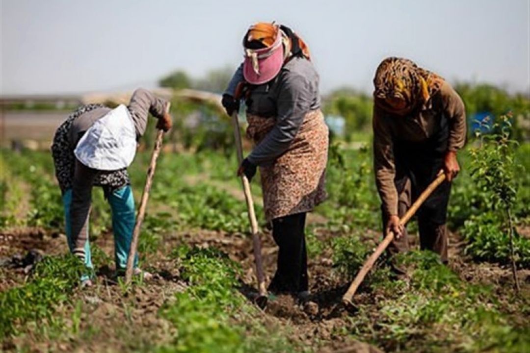 تسهیلات 15همتی برای اشتغال روستایی