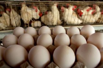 گرانی تخم مرغ بخاطر جو روانی است و نه کمبود عرضه +صوت