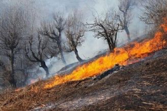 نقش گونه‌های گیاهی در احیای محیط زیست بعد از آتش سوزی 