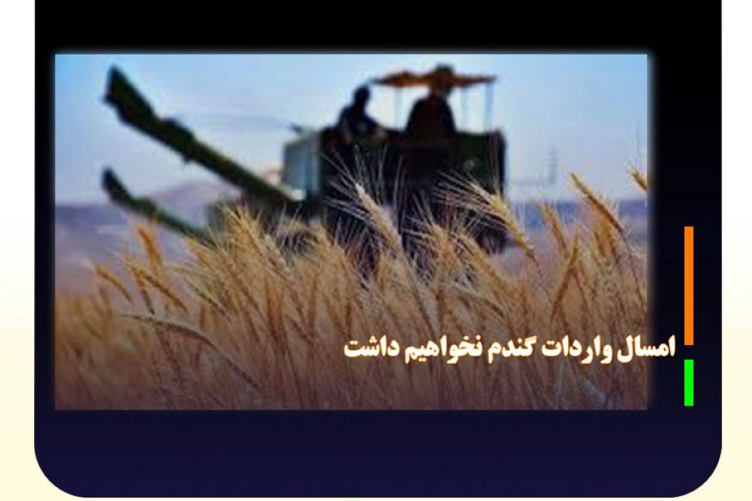 امسال واردات گندم نخواهیم داشت 