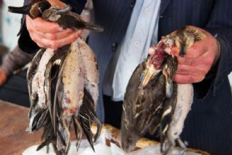 كشتار بزرگ پرندگان در مازندران (ویدیو)