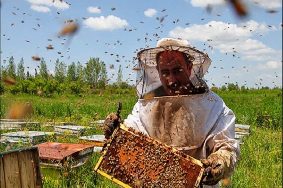 جزئیاتی از افزایش تولیدات محصول عسل در سال جاری