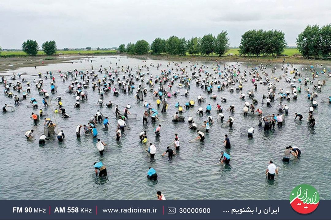 قرق‌شكنی ماهی در آب‌بندان‌های ماهیگیری مازندران