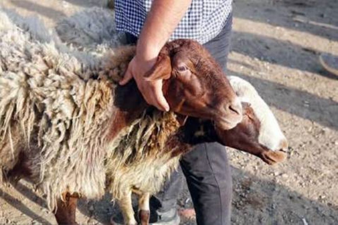 قیمت هر كیلو دام در روز عید قربان؛ مراكز عرضه بهداشتی دام اعلام شد