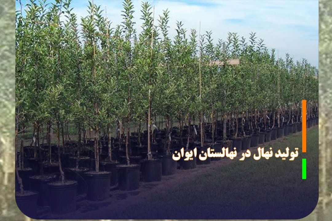 تولید 3 میلیون اصله نهال در نهالستان ایوان