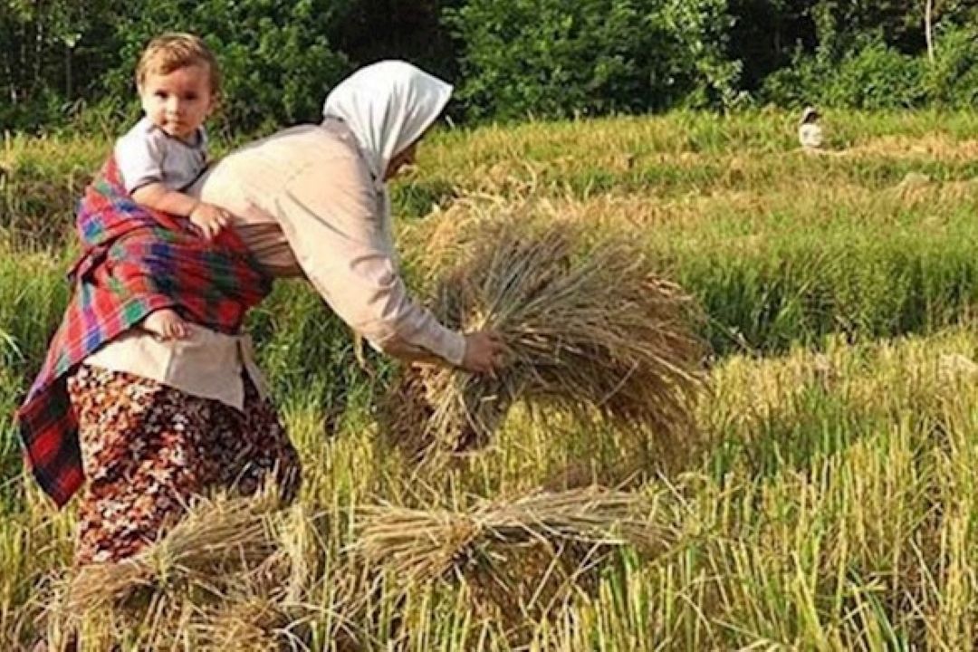 نقش پررنگ زنان روستایی و عشایری در اقتصاد كشاورزی 