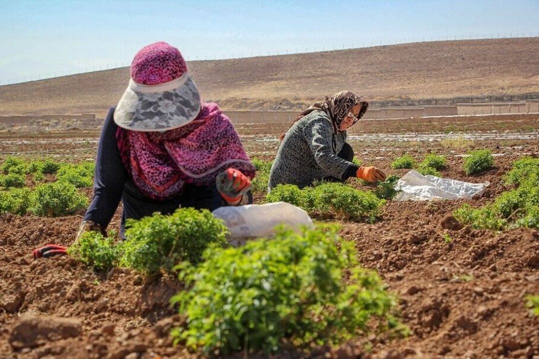 زنان روستایی تكمیل كننده زنجیره ارزش غذایی هستند