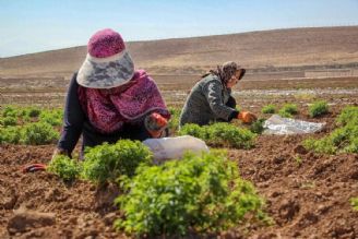 زنان روستایی تكمیل كننده زنجیره ارزش غذایی هستند