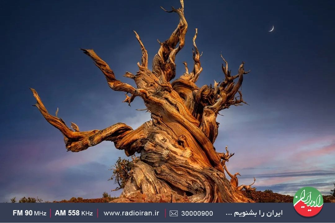 قصه «آرتین و راز درخت كهن»