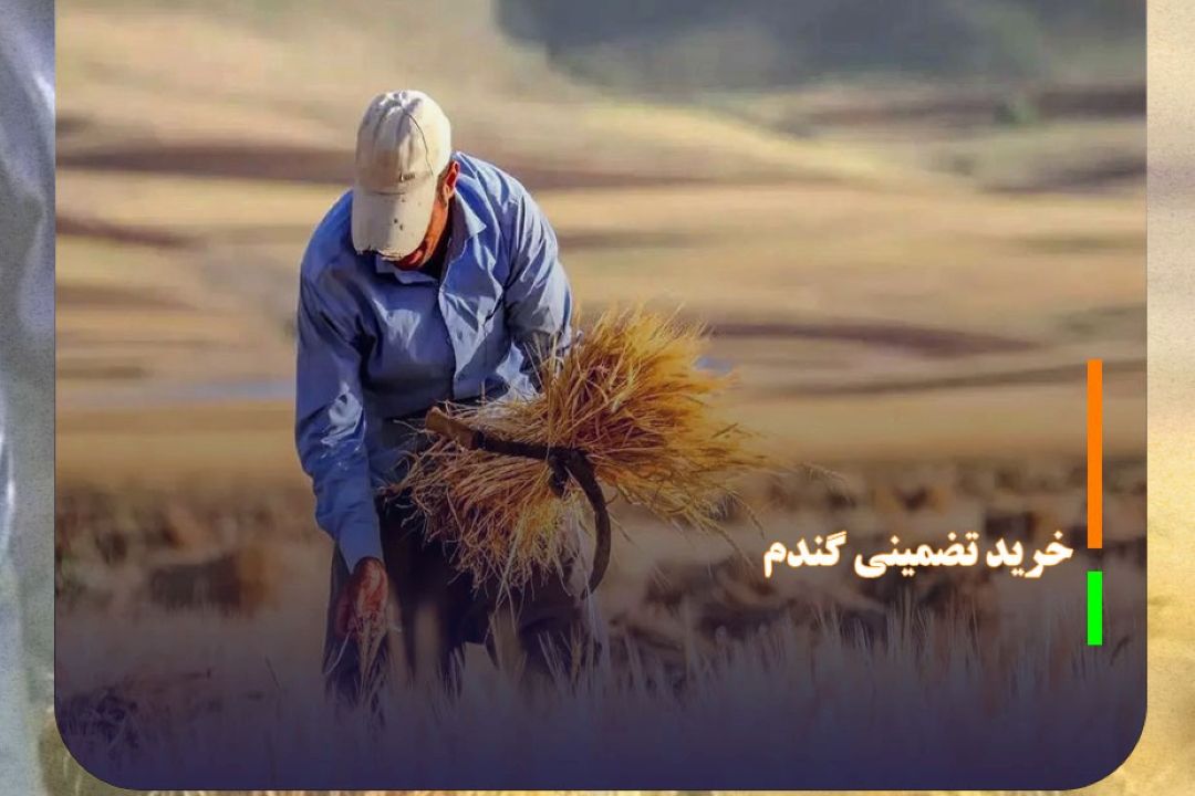 اعتبار لازم برای خرید تضمینی گندم در لایحه بودجه پیش بینی شود
