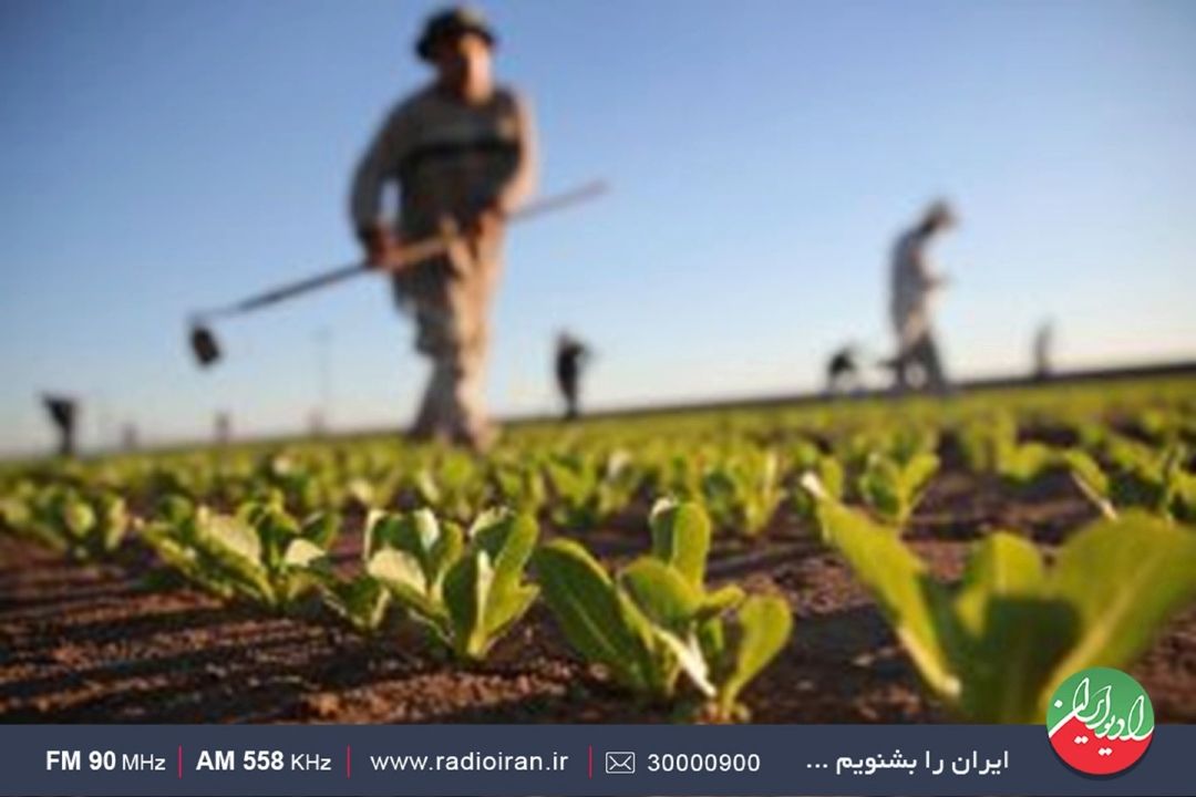 سامانه «مزرعه من» سامانه‌ای نوین در مدیریت اطلاعات كشاورزی ایران