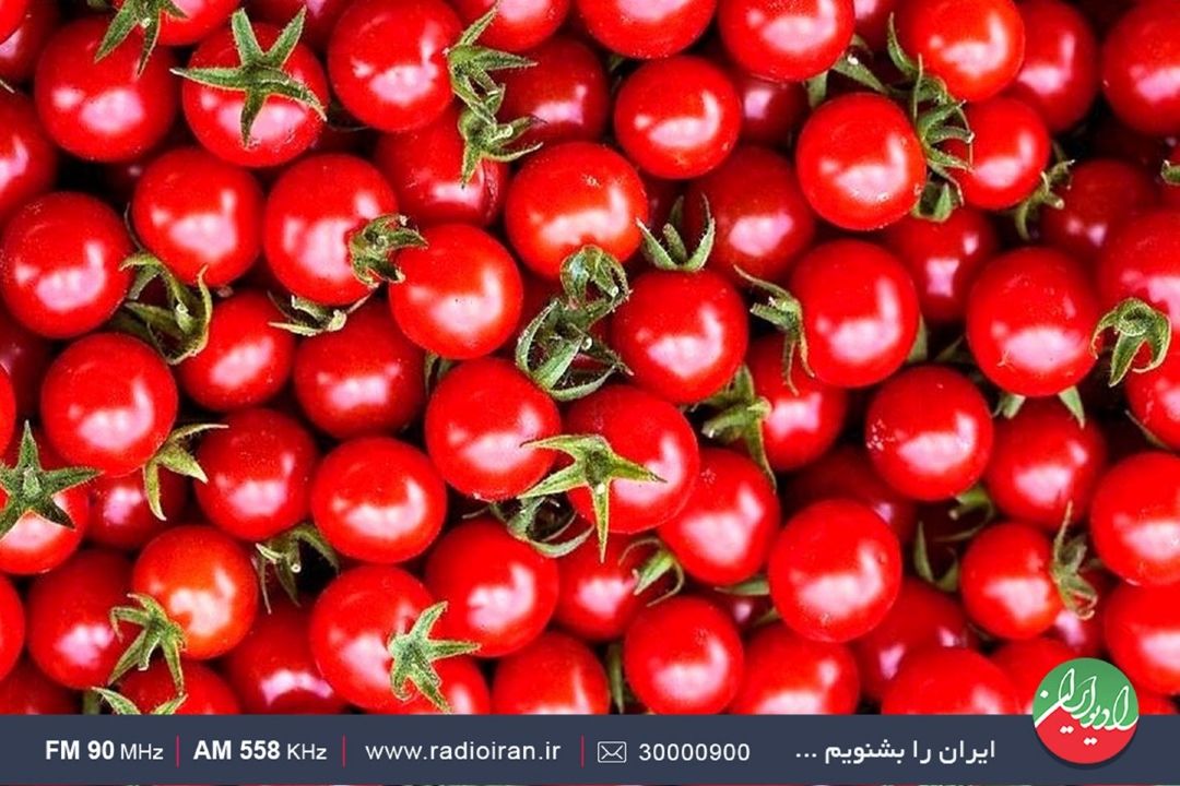 وفور توزیع گوجه فرنگی در میادین و روند كاهشی قیمت‌ها