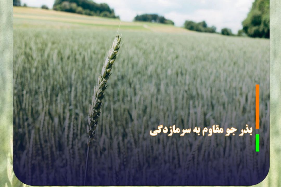 رونمایی از رقم بذر جو مقاوم به سرمازدگی در گلپایگان