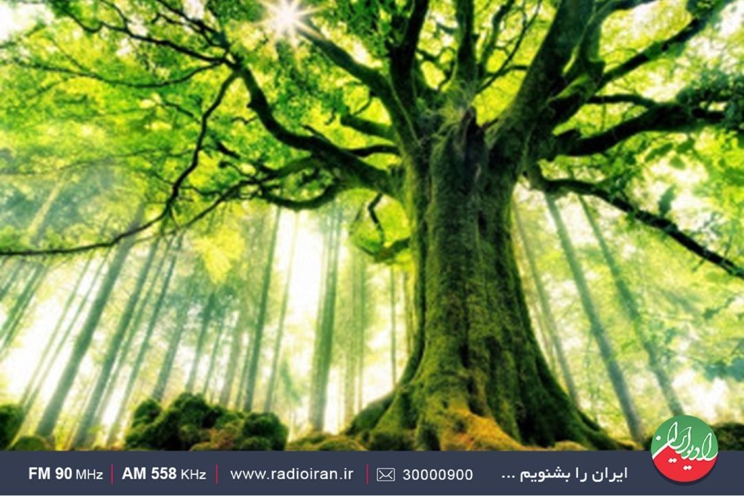 افسانه‌ «درخت سایه‌گستر» 