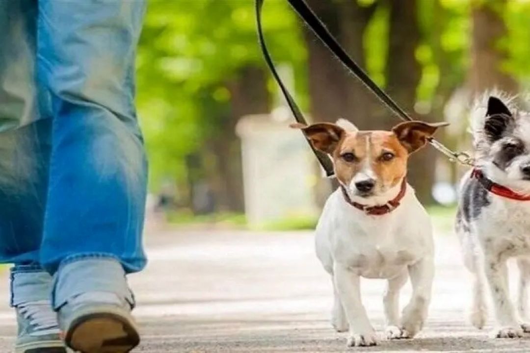 بررسی معضل سگ های بلاصاحب در برنامه «مجله دامپزشكی»