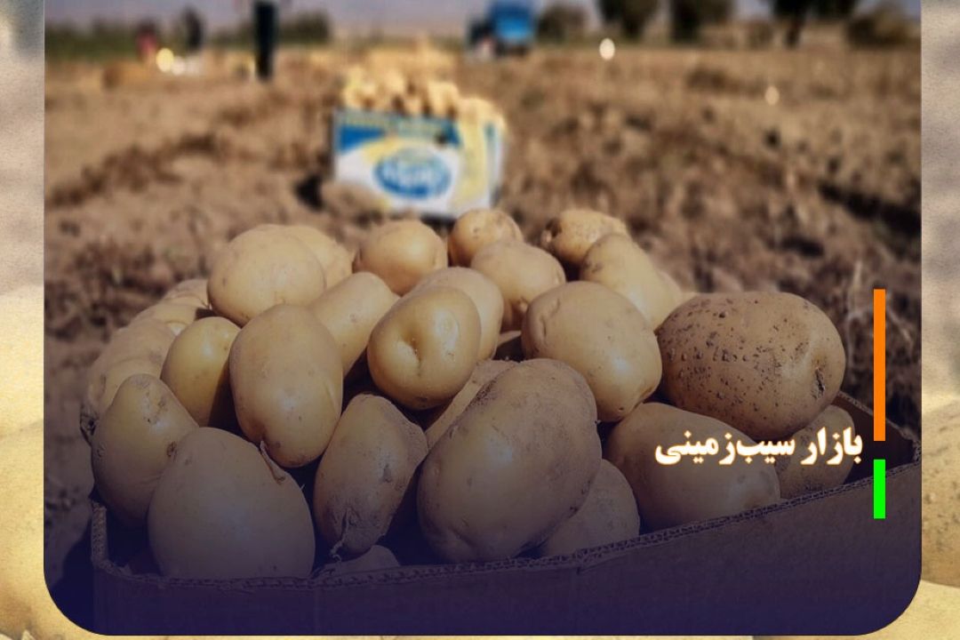 بازار سیب‌زمینی متعادل می‌شود