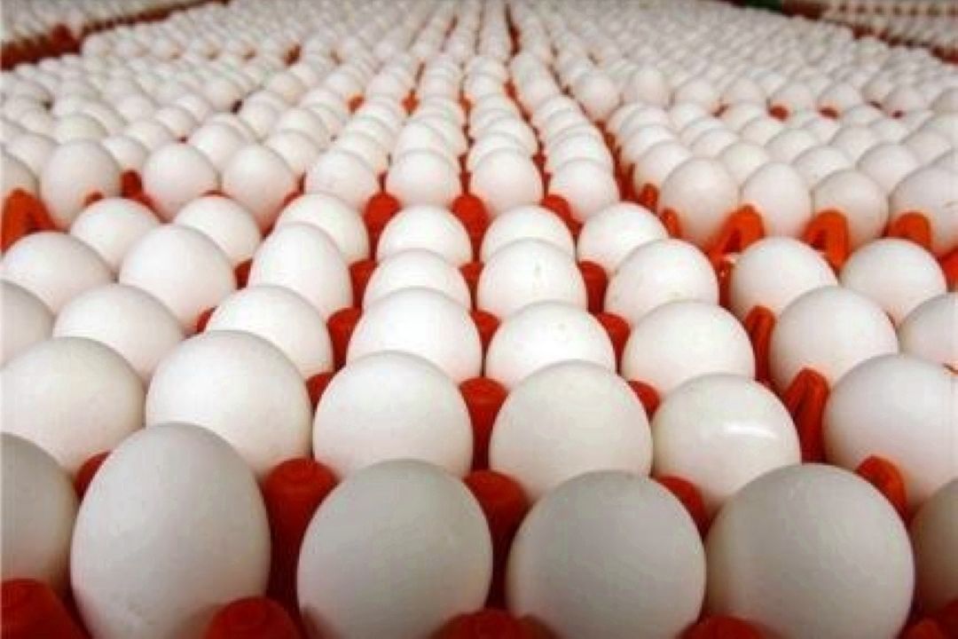 بسته‌بندی تخم‌مرغ جلوی نوسان قیمتی را می‌گیرد