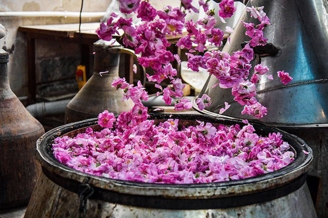  پیشینه صادرات گلاب ایران به سراسر دنیا به قبل از اسلام برمی‌گردد