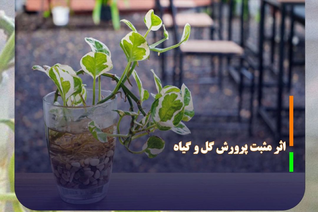 اثر مثبت پرورش گل و گیاه بر سلامت جسم و روان انسان
