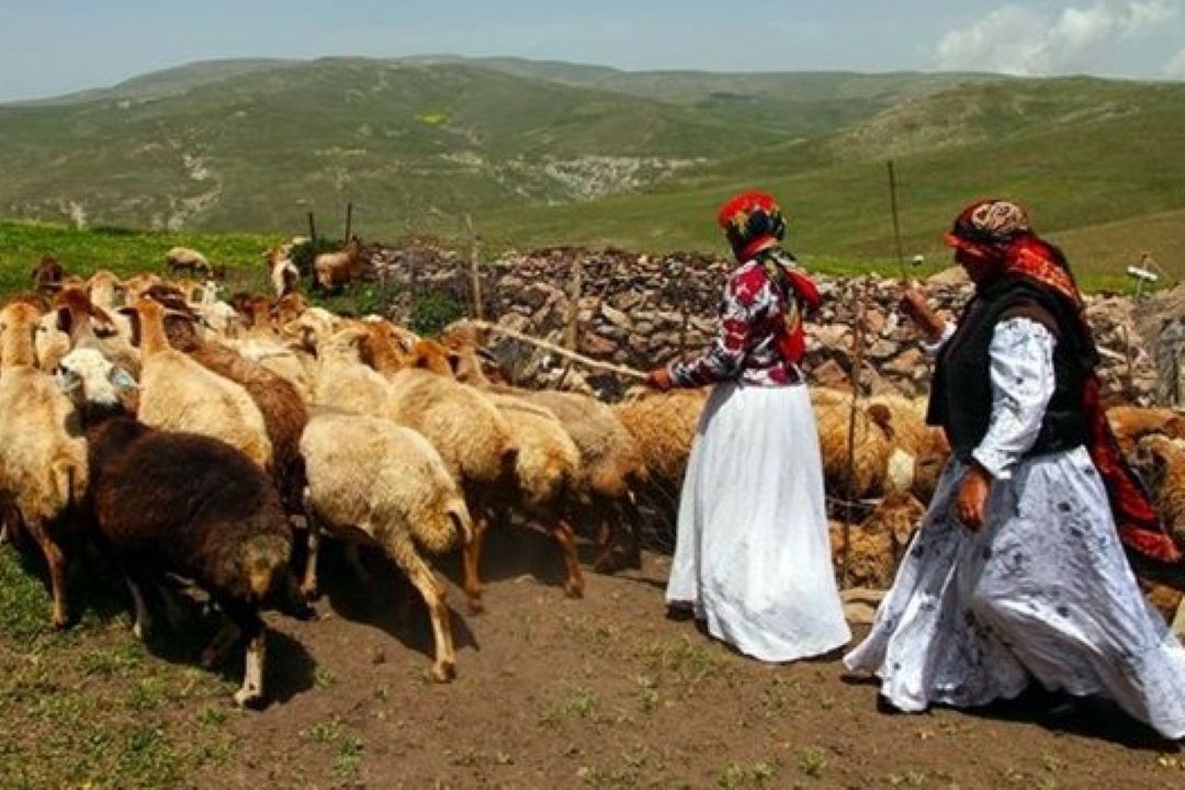 جامعه عشایری؛ محور تولید پایدار و راه استقلال كشور از واردات گوشت