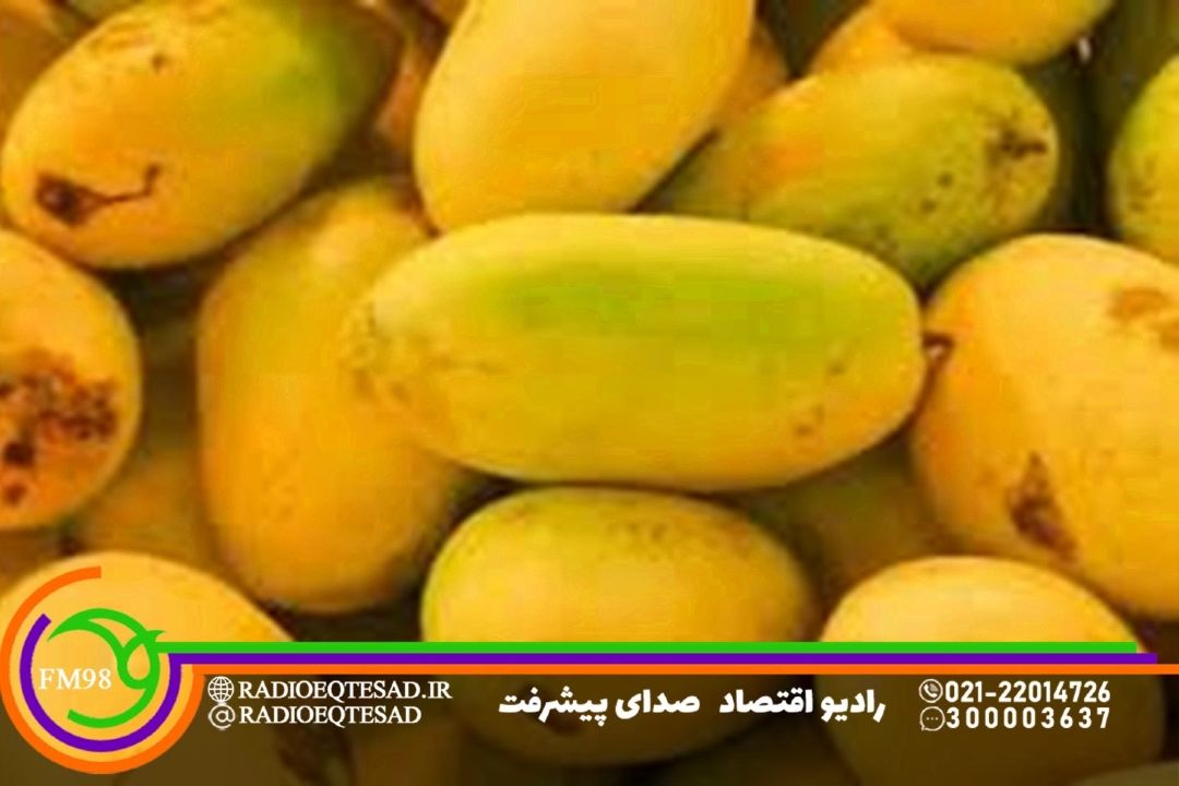 رونق برداشت انبه از باغات جنوب كرمان
