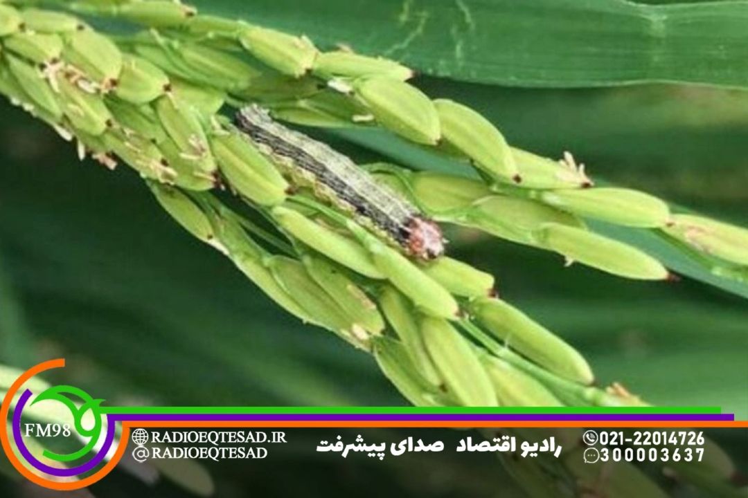 كرم ساقه خوارنواری برنج از آفات كلیدی شالیزار هاست