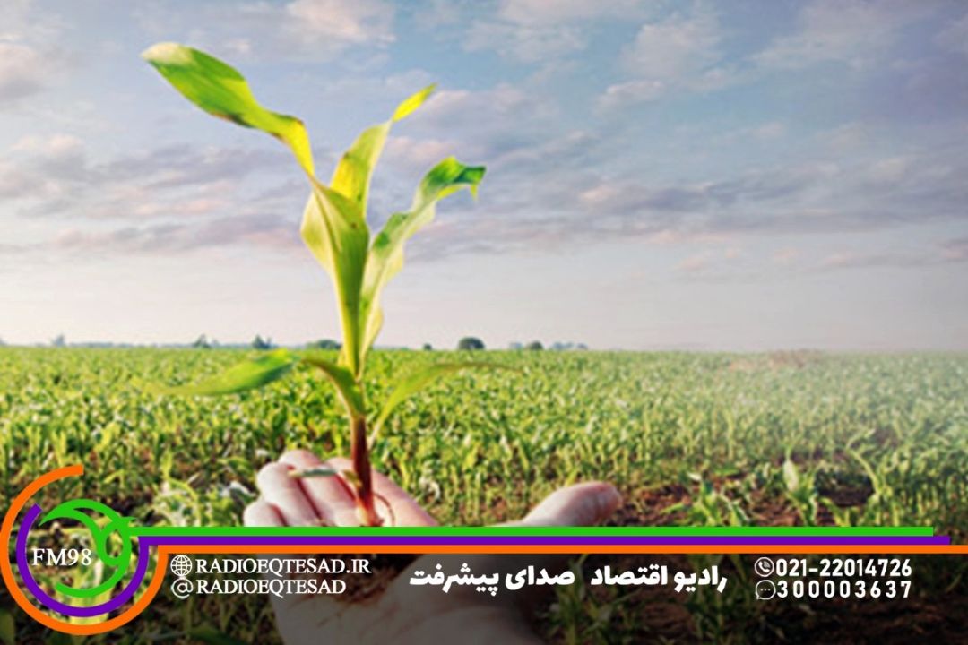 ارقام اصلاح شده درآمد كشاورزان را افزایش می‌دهد