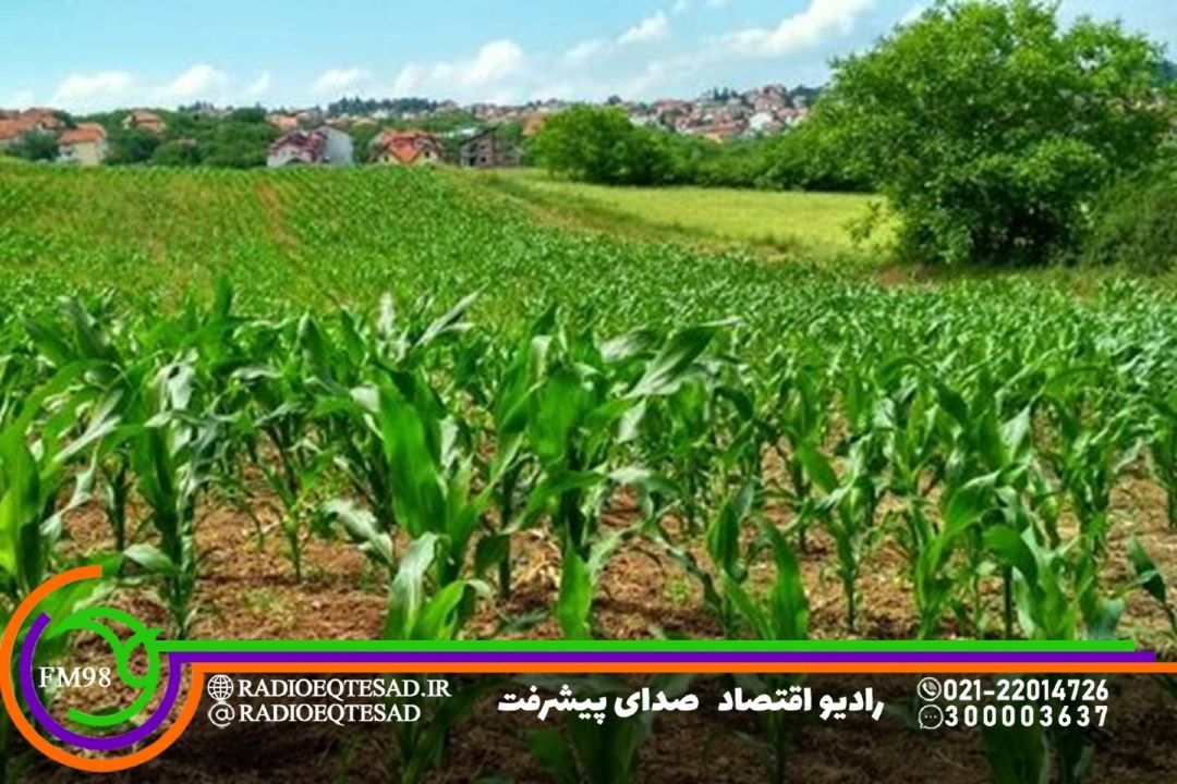  كاشت محصولات علوفه‌ای در كشت دوم ضرورت دارد