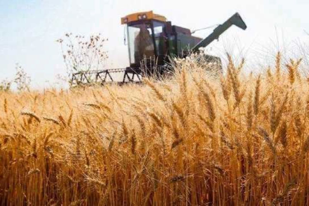 آسیب شناسی سه نرخی شدن قیمت گندم و تاثیر آن در عدالت اقتصادی