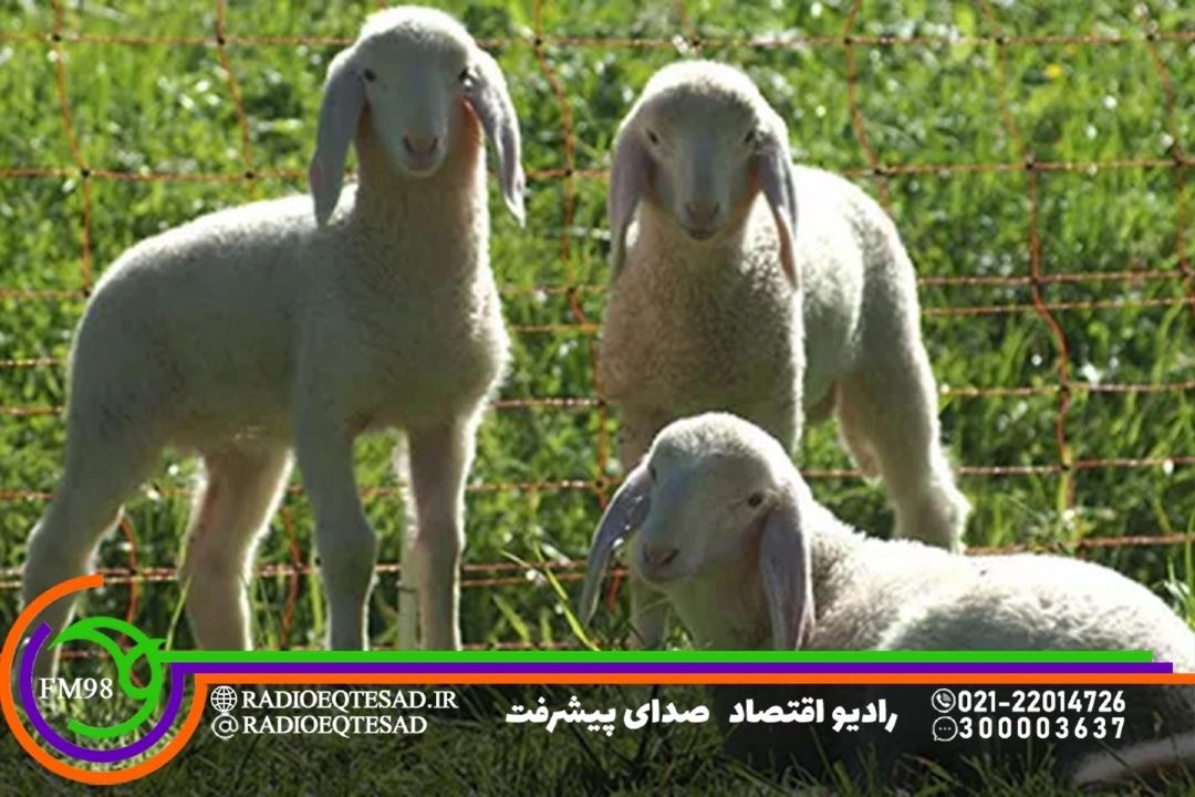 46درصد گوشت قرمز تولیدی كشور از مراتع تامین می‌شود
