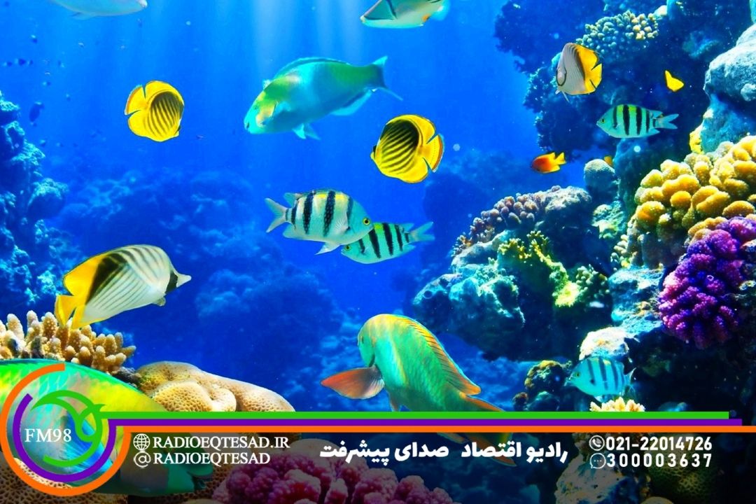 سرمایه گذاری در حوزه آبزیان تضمین‌كننده توسعه دریایی