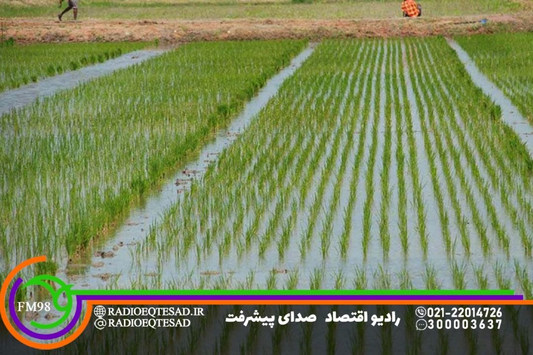  40 درصد تامین برنج سفید كشور در مازندران