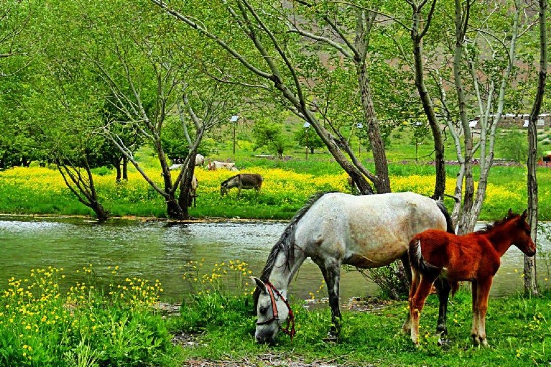 «گل‌گشت»  روایت زندگی، فرهنگ و طبیعت در سراوكلان