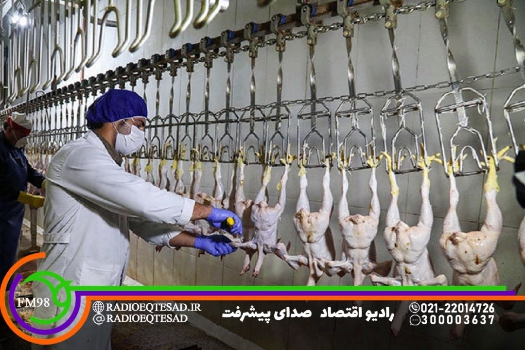 كاهش وزن بهینه مرغ‌ها همزمان با قطعی برق