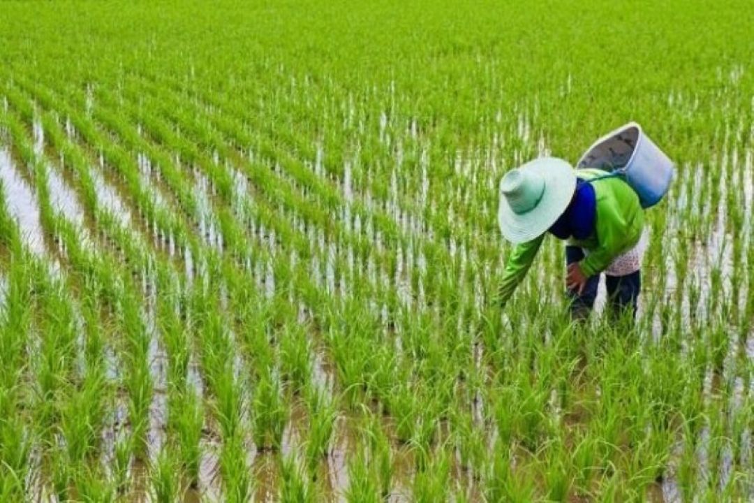 رئیس انجمن برنج: خطای آماری و سیاست‌های وارداتی، عامل جهش قیمت برنج
