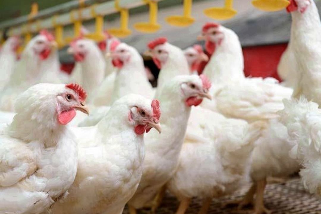 ساختار فعلی صادرات مانع سرمایه‌گذاری بزرگ در بخش تخم‌مرغ است 