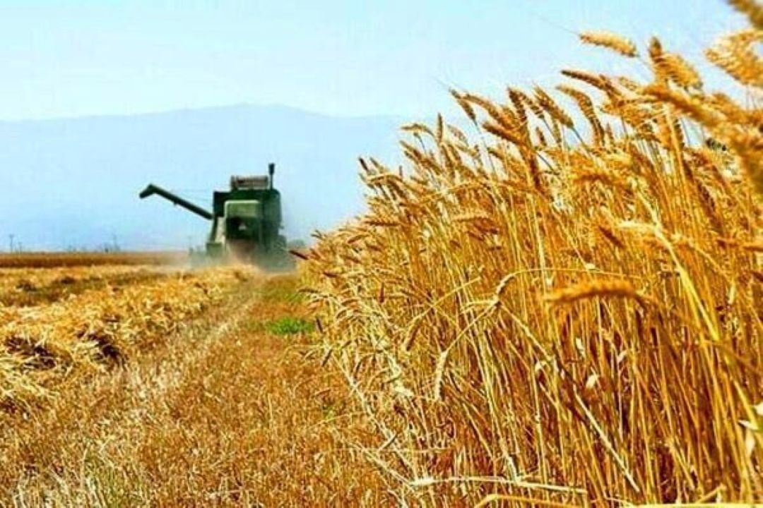 افزایش قیمت نان در سایه بلاتكلیفی نرخ گندم و مطالبات گندمكاران
