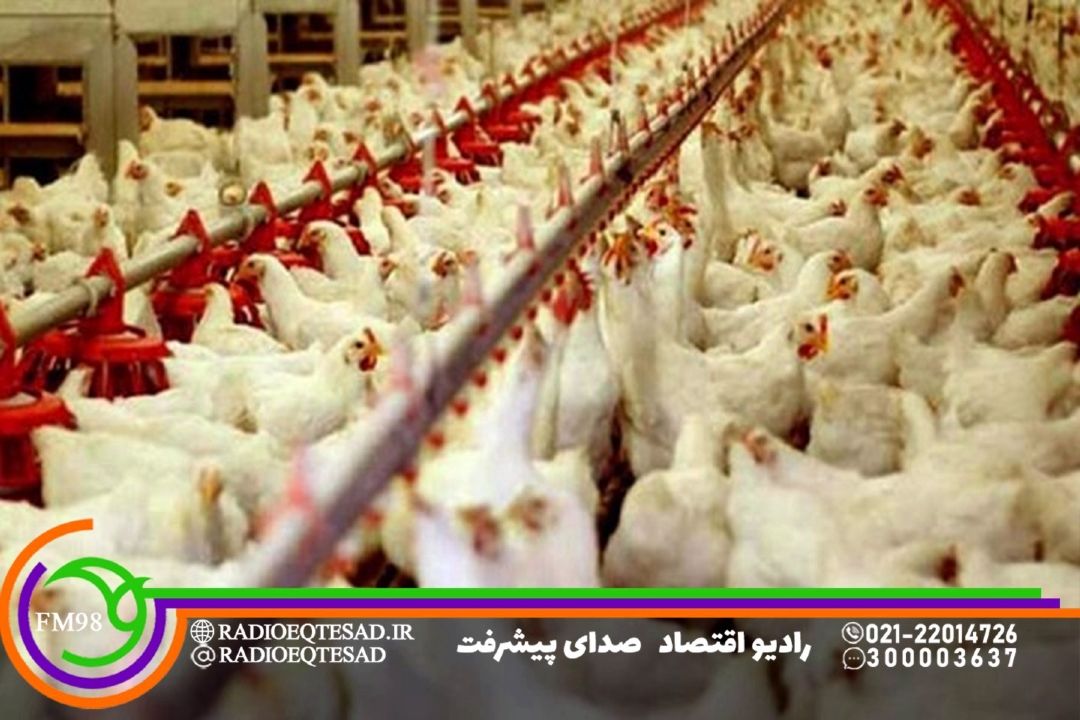 ایران به خودكفایی صددرصدی در گوشت مرغ و تخم‌مرغ رسید! اما عرضه هنوز سنتی است