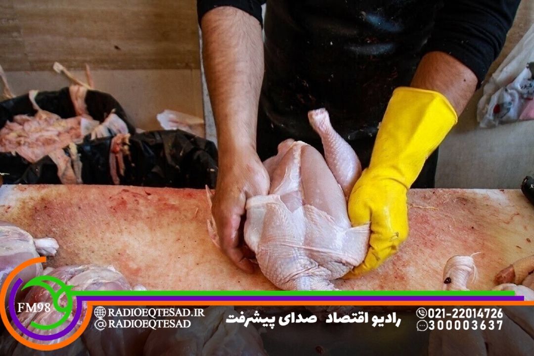 ایران خودكفا شد اما بازار مرغ هنوز گرفتار سنتی‌گری و نوسان قیمت‌ها