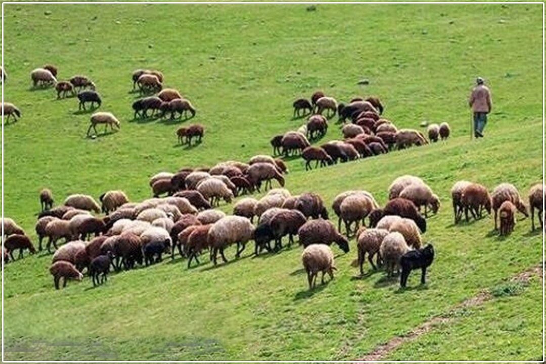دامداری سنتی؛ تهدیدی برای امنیت‌غذایی شمیرانات