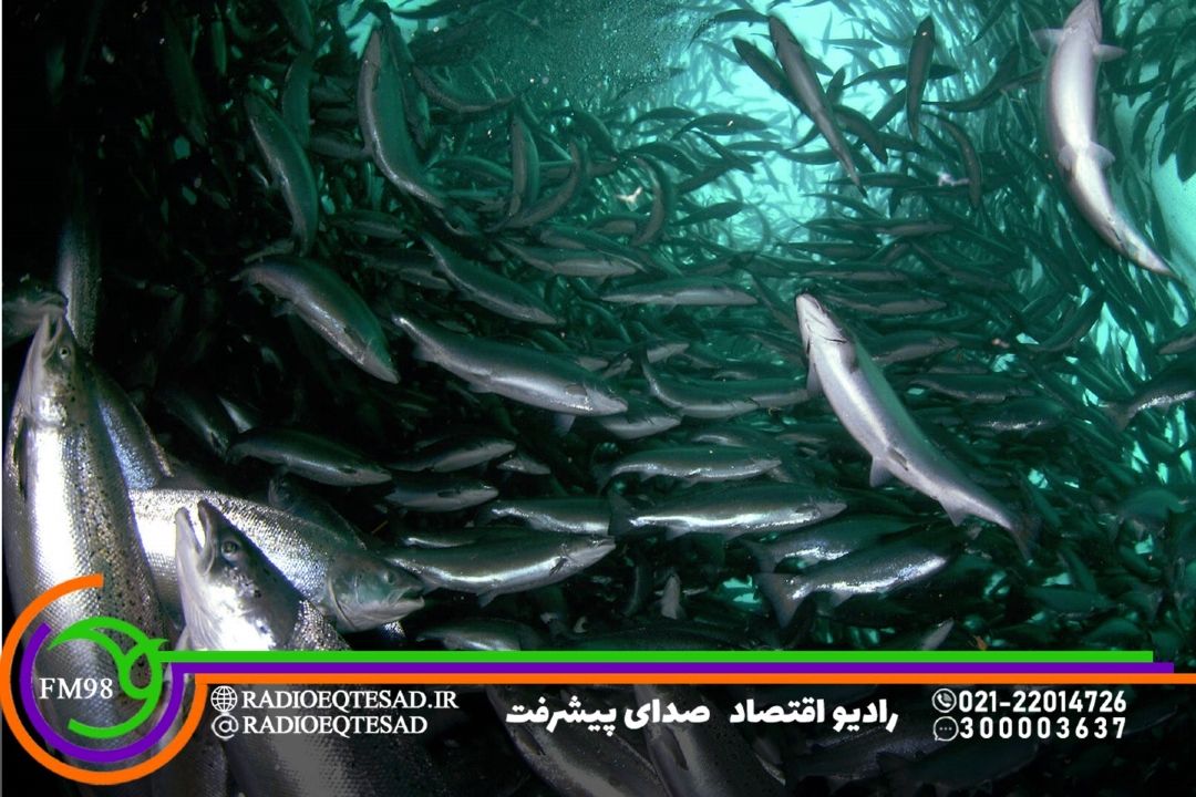 رشد صادرات آبزیان در سال جاری؛ توسعه تولید میگو و خاویار