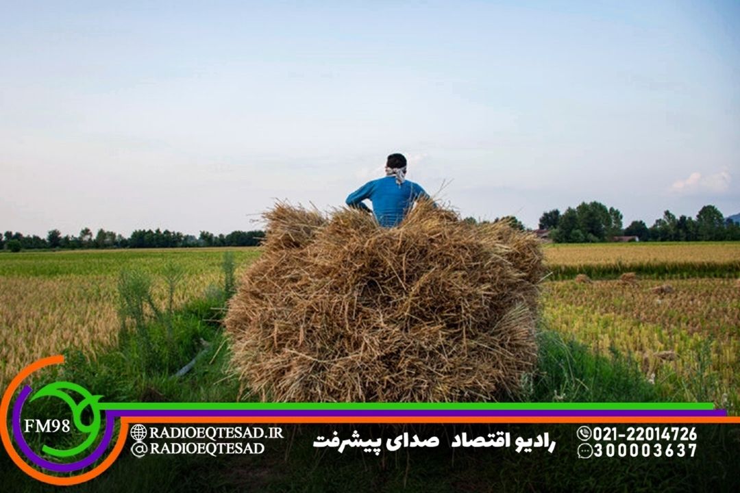 افزایش قیمت برنج ایرانی به دلیل تغییر ذائقه و تقاضای بالا