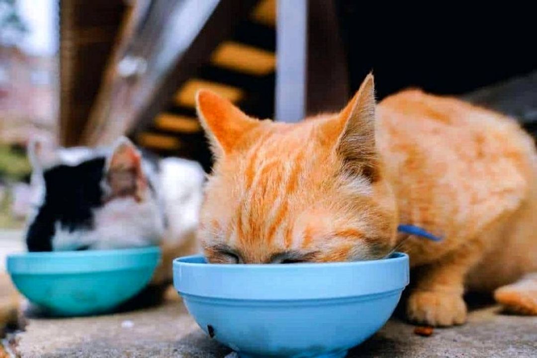 غذا دادن به حیوانات خیابانی؛ اقدامی انسانی با چالش‌های بهداشتی و زیست‌محیطی